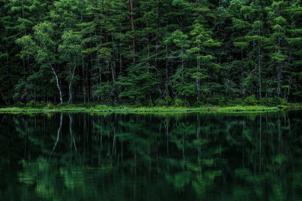 Japanese Dark Forest by Lake